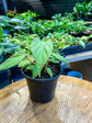 Philodendron Fuzzy Petiole