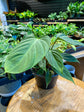 Philodendron Fuzzy Petiole