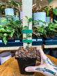 Rhaphidophora Hayii Variegated