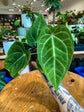 Anthurium (Papi x Mag) x Crystallinum