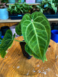 Anthurium (Papi x Mag) x Crystallinum
