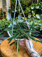 Hoya Shepherdii