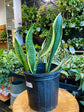 Sansevieria Superba