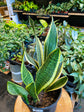 Sansevieria Superba