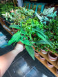 Syngonium Lance Leaf