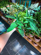 Syngonium Lance Leaf
