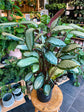 Calathea Royal Standard