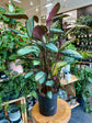 Calathea Royal Standard