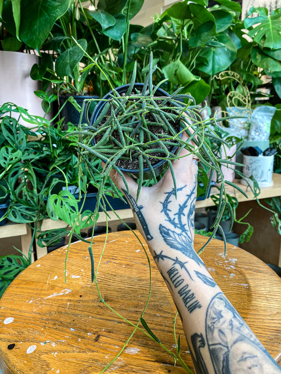 Hoya Linearis