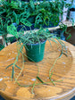 Hoya Linearis