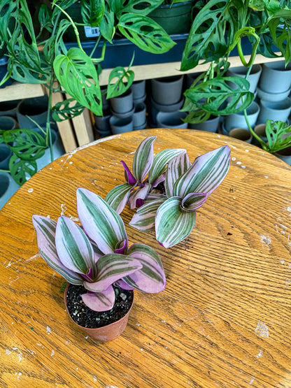 Tradescantia Nanouk