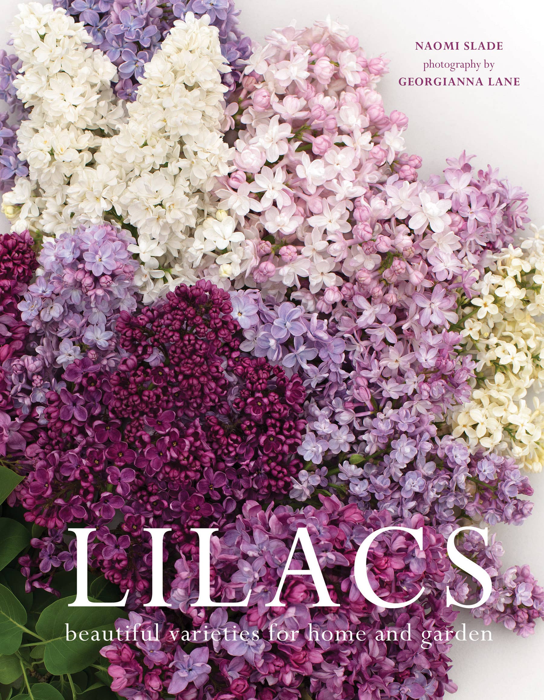 Lilacs: Beautiful Varieties for Home &amp; Garden