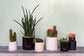 Cercle Pot