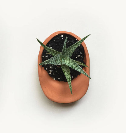 Small Hat Planter