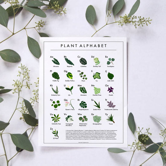 The Plant Alphabet Poster - House Plant Love