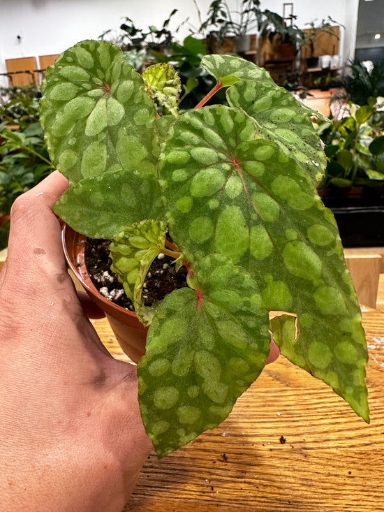 Begonia Chlorosticta Green Form