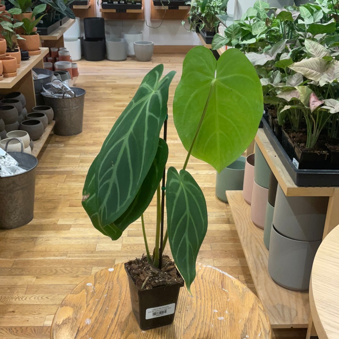 Anthurium Mag Silver