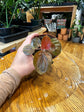 Peperomia Harmony&