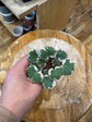 Saxifraga Tricolor