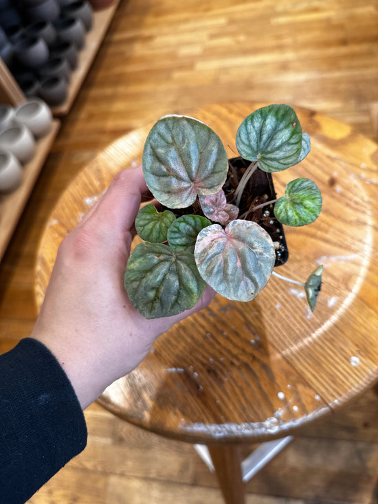 Peperomia Pink Lady
