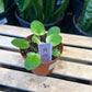 African Violet