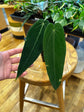 Anthurium Cirinoi Black