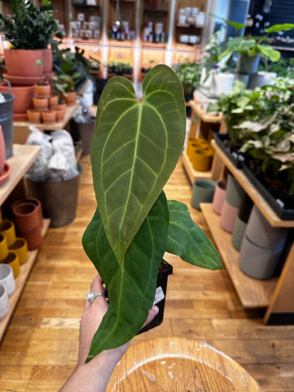 Anthurium (Mag. x Moronense) x Besseae