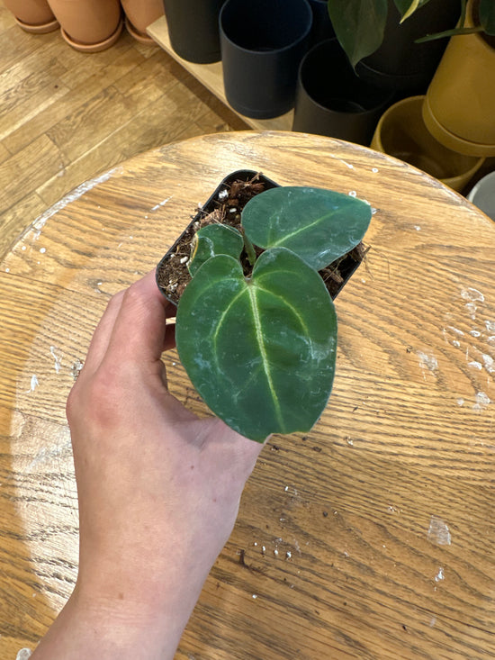 Anthurium Chocolate Crystal. x Carlablackiae