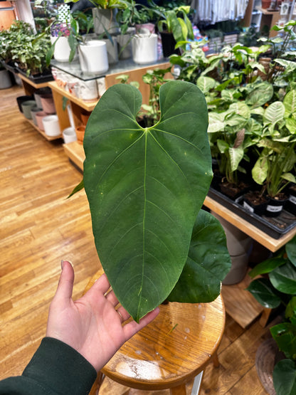 Anthurium Marmoratum