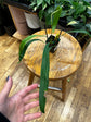 Anthurium Pendens