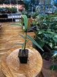 Anthurium Triphyllum