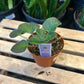 African Violet