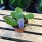 African Violet