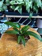 Philodendron Panduriforme