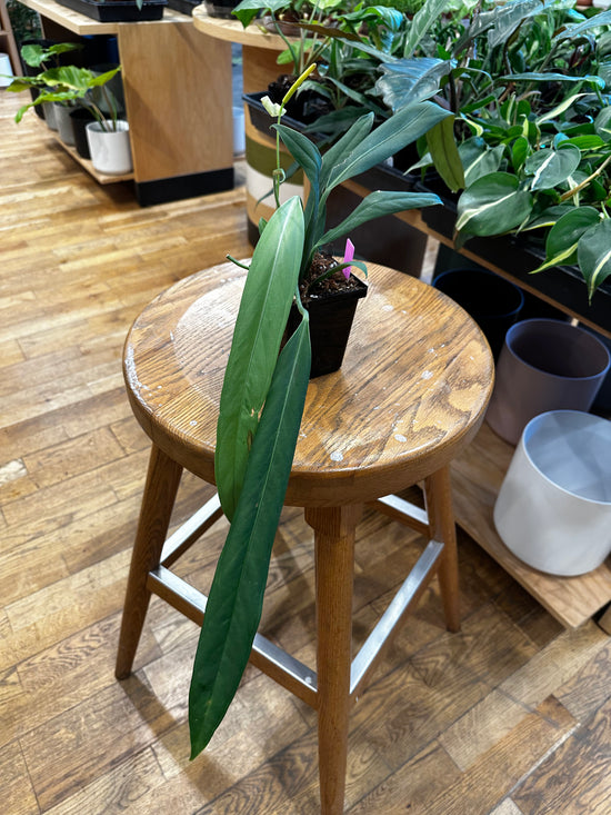 Anthurium Ceronii aff