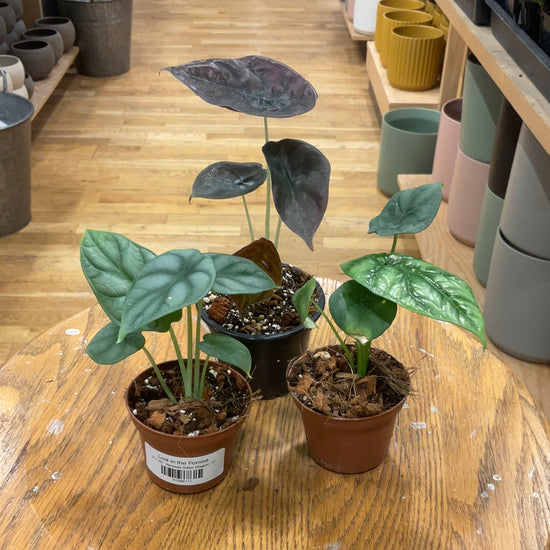 Alocasia Bundle: Silver Dragon + Cuprea + Quilted Dreams