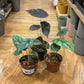 Alocasia Bundle: Silver Dragon + Cuprea + Quilted Dreams