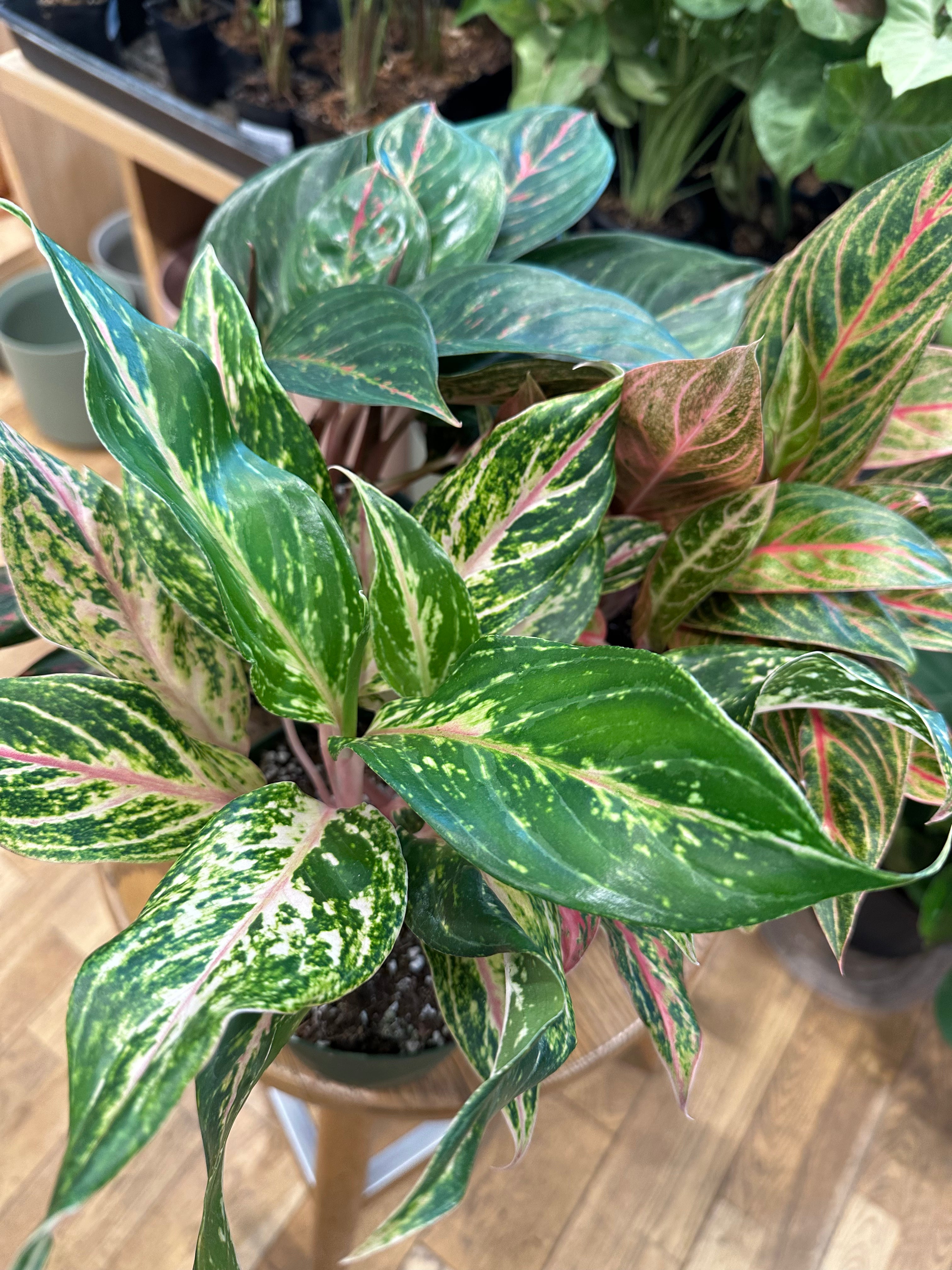 Assorted Aglaonema