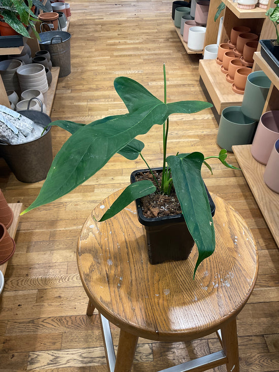 Anthurium Falcatum