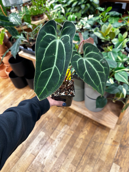 Anthurium Besseae Velvet Sharp