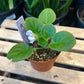 African Violet