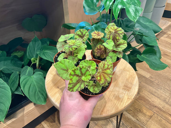 Begonia &