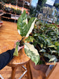 Aglaonema Manila Pride Variegated