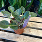 African Violet