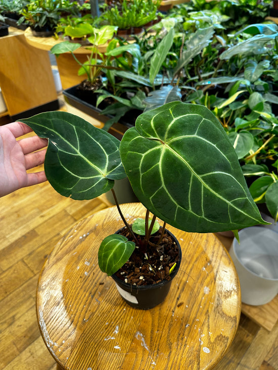 Anthurium Besseae X Magnificum