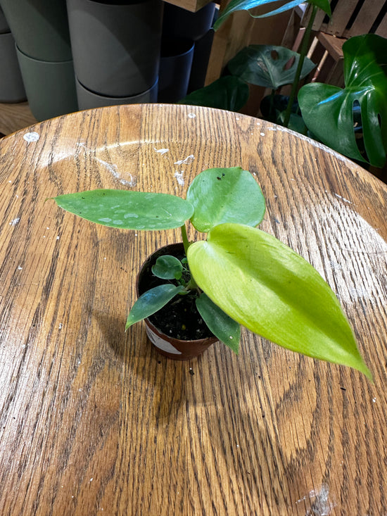 Philodendron Aurea Gold