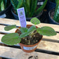 African Violet