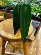 Anthurium Cirinoi Black