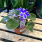 African Violet