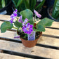 African Violet